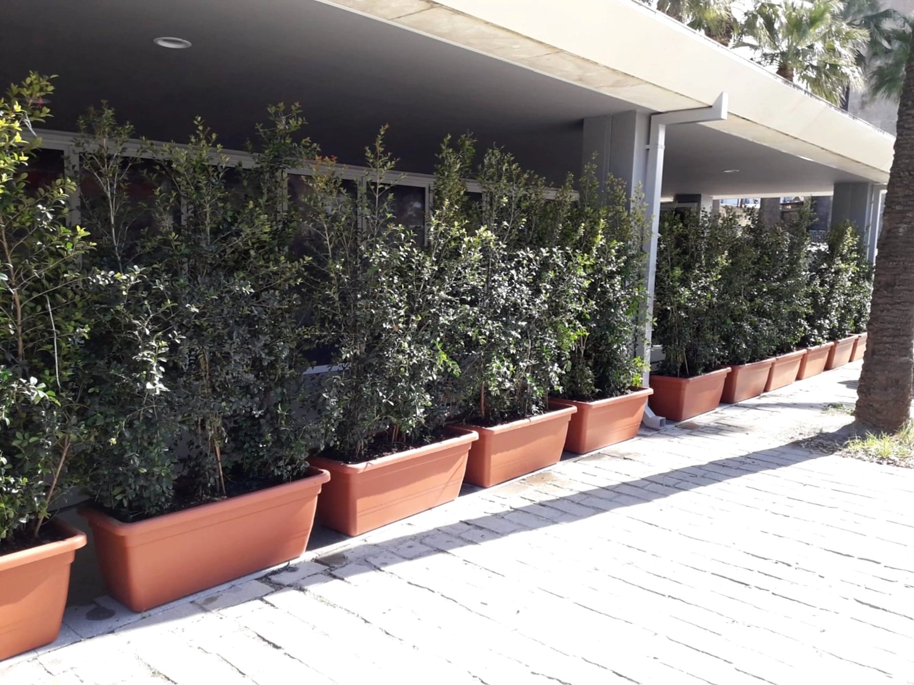 Trabajo de Jardinería Alfi en Sevilla